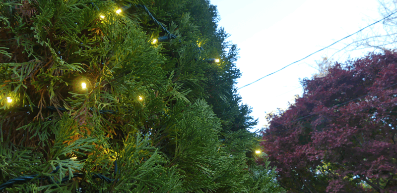 Tree Wrapping and Yard Lighting